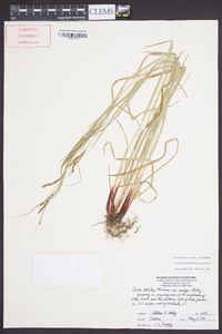 Carex debilis var. debilis image