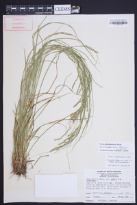 Carex allegheniensis image