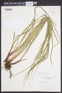 Carex debilis var. rudgei image