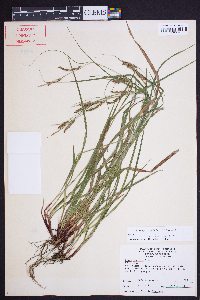 Carex oblita image