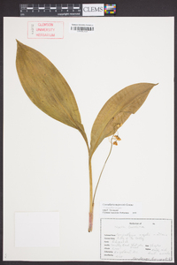 Convallaria majuscula image