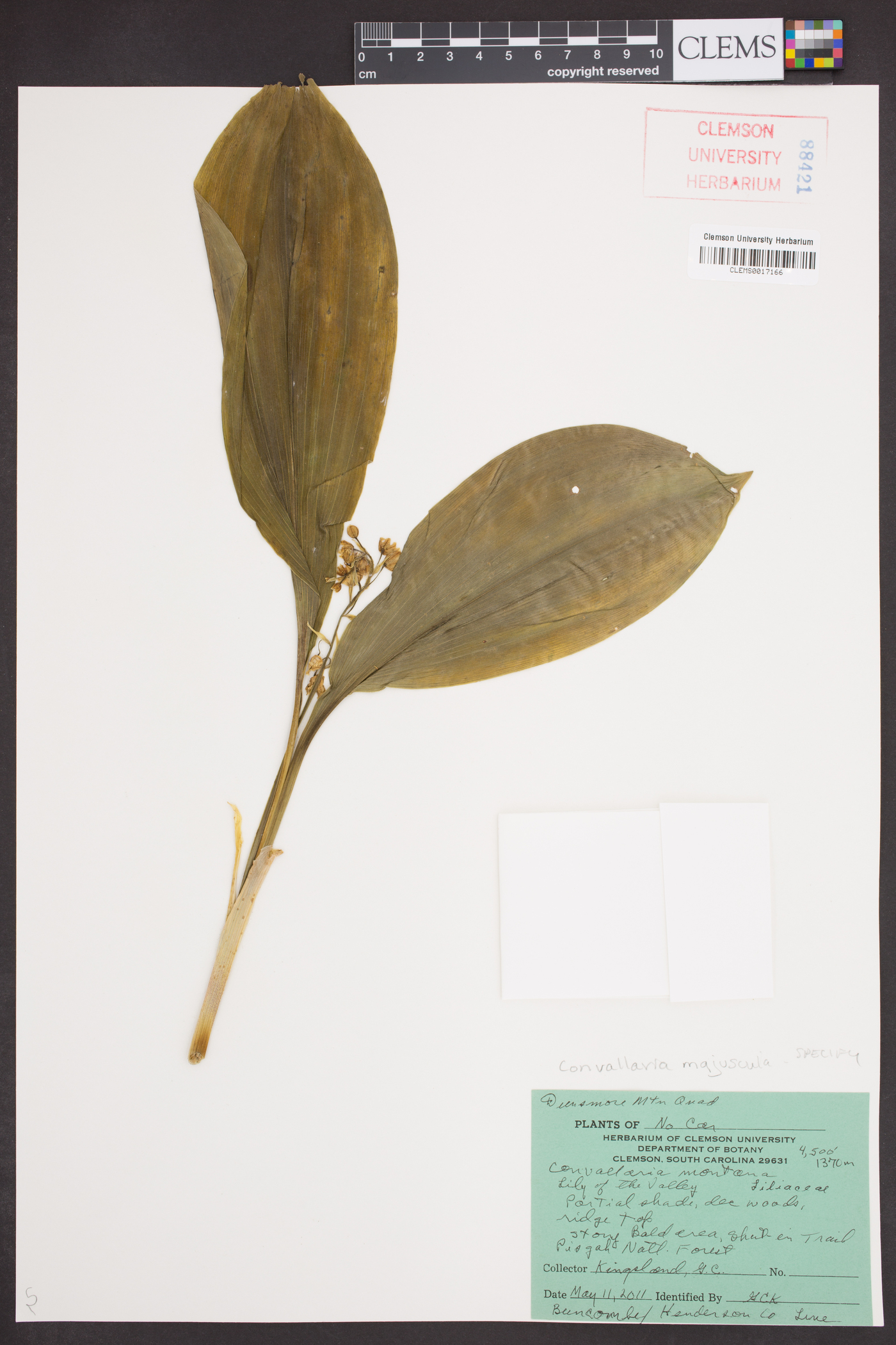 Convallaria majuscula image