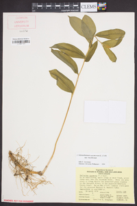 Maianthemum racemosum subsp. racemosum image