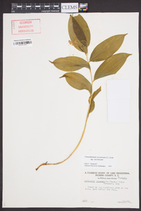 Maianthemum racemosum subsp. racemosum image