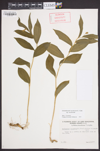 Maianthemum racemosum subsp. racemosum image