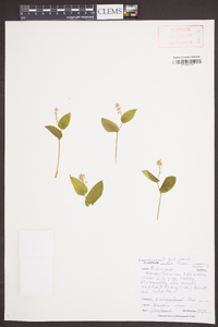 Maianthemum canadense image