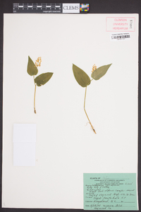 Maianthemum canadense image