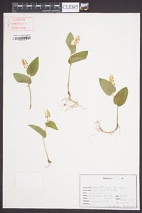 Maianthemum canadense image