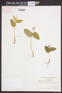 Maianthemum canadense image