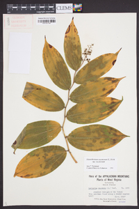 Maianthemum racemosum subsp. racemosum image