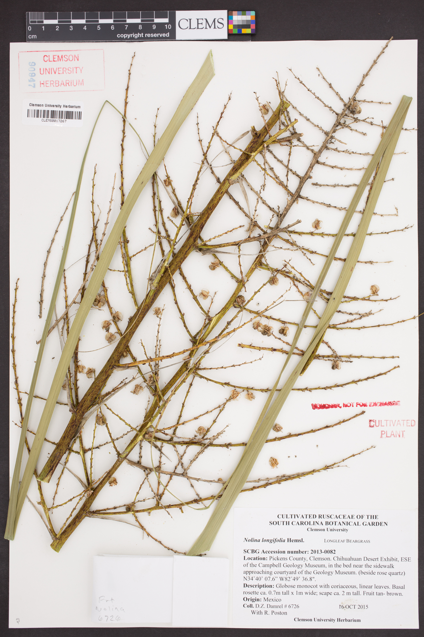 Nolina longifolia image