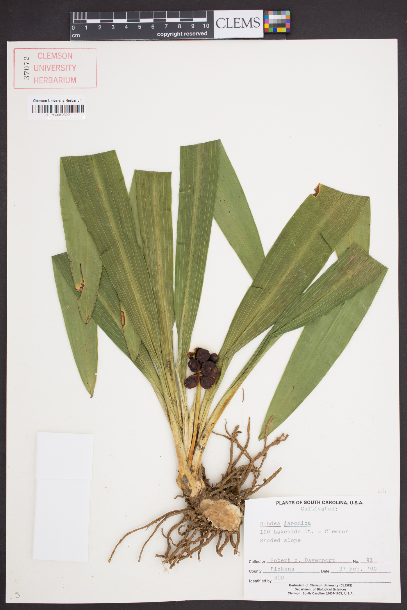 Rohdea japonica image