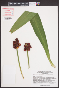 Rohdea japonica image