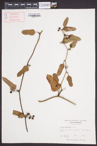 Smilax auriculata image