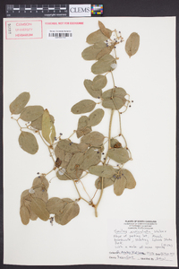 Smilax auriculata image