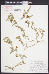 Smilax auriculata image