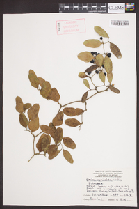 Smilax auriculata image