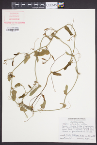 Smilax auriculata image