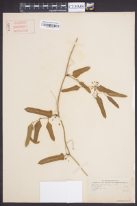 Smilax auriculata image