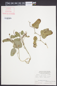 Smilax auriculata image