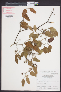 Smilax auriculata image