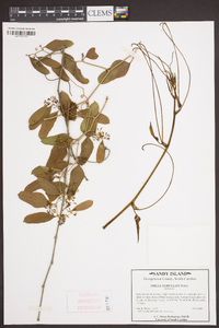 Smilax auriculata image