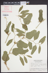 Smilax auriculata image