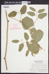 Smilax auriculata image