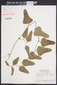 Smilax auriculata image