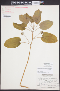 Smilax biltmoreana image