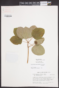 Smilax biltmoreana image