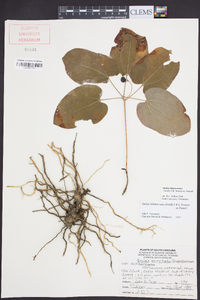 Smilax biltmoreana image