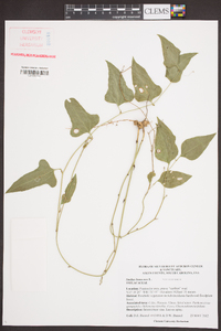 Smilax bona-nox image