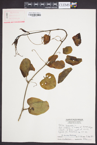 Smilax bona-nox image