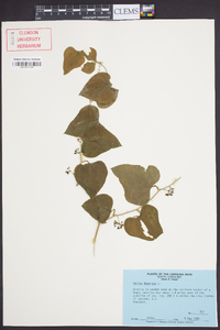 Smilax bona-nox image