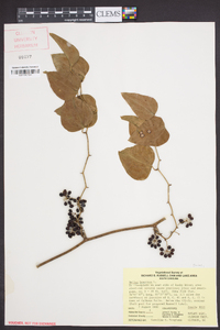 Smilax bona-nox image