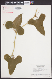 Smilax bona-nox image