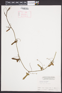 Smilax bona-nox image