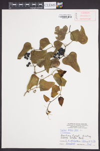 Smilax bona-nox image