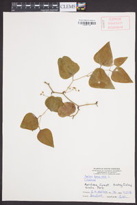 Smilax bona-nox image