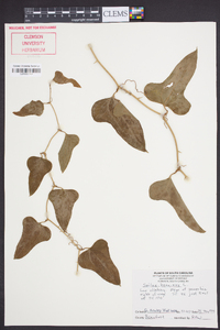 Smilax bona-nox image