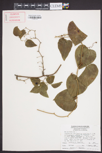 Smilax bona-nox image