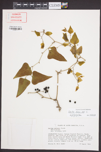 Smilax bona-nox image