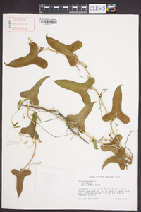 Smilax bona-nox image