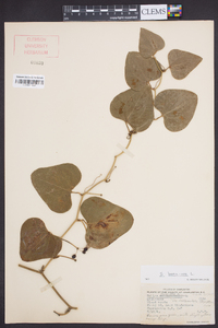 Smilax bona-nox image