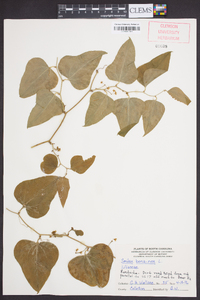 Smilax bona-nox image