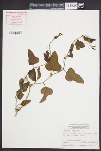 Smilax bona-nox image