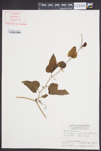 Smilax bona-nox image