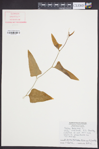 Smilax bona-nox image