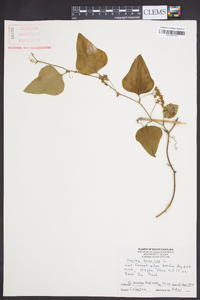 Smilax bona-nox image